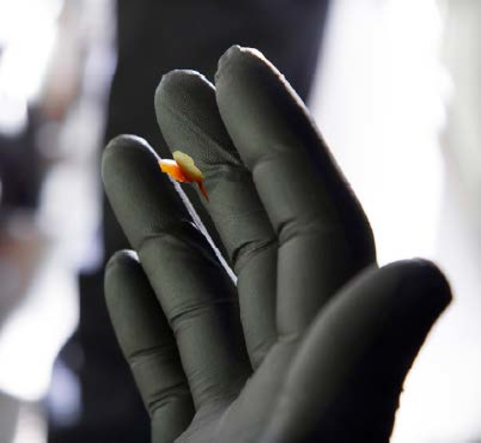 Halyard® Black-Fire Nitrile Exam Gloves
