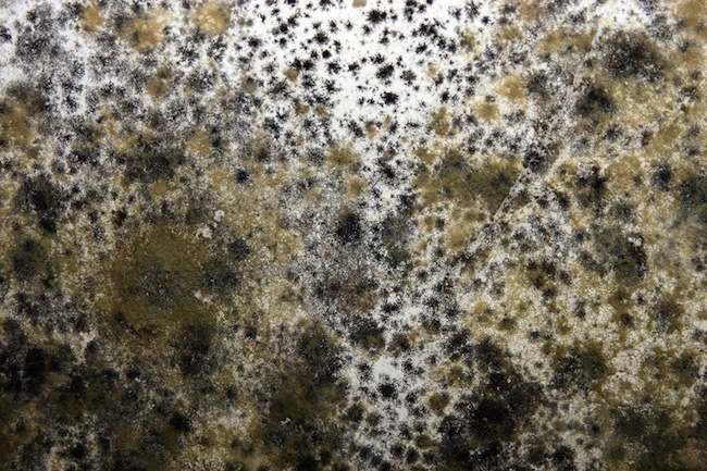 Mold Spores