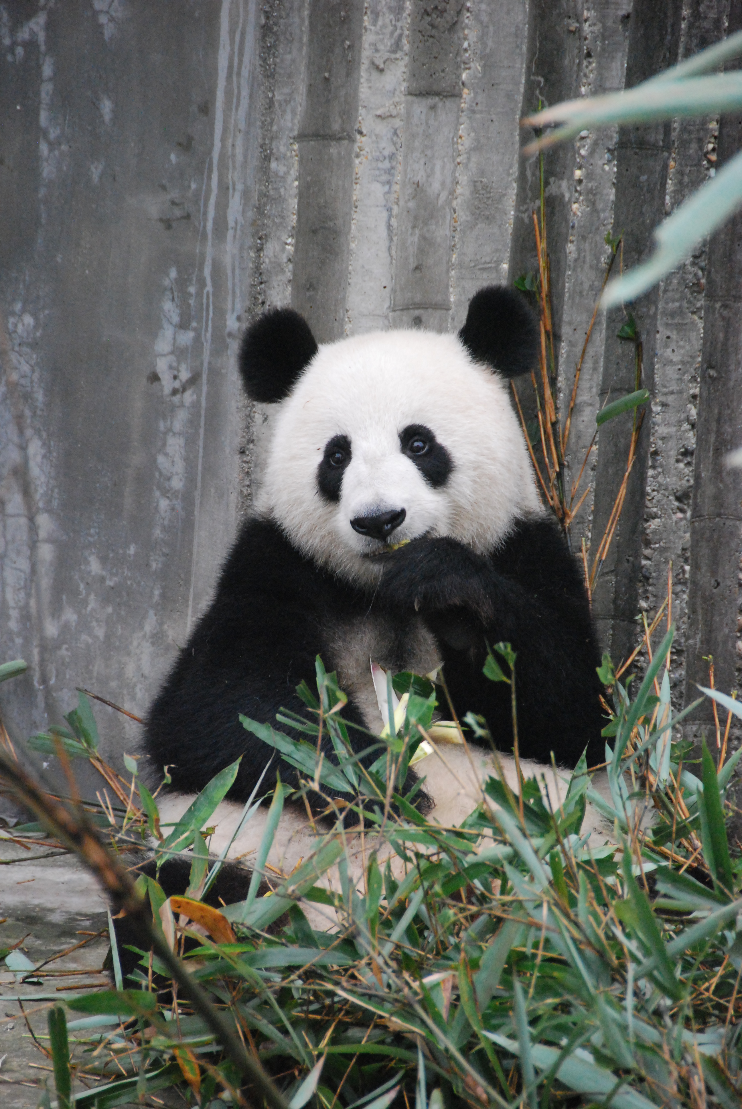 Panda eating bamboo - Image Compliment of Laura The Explaura 