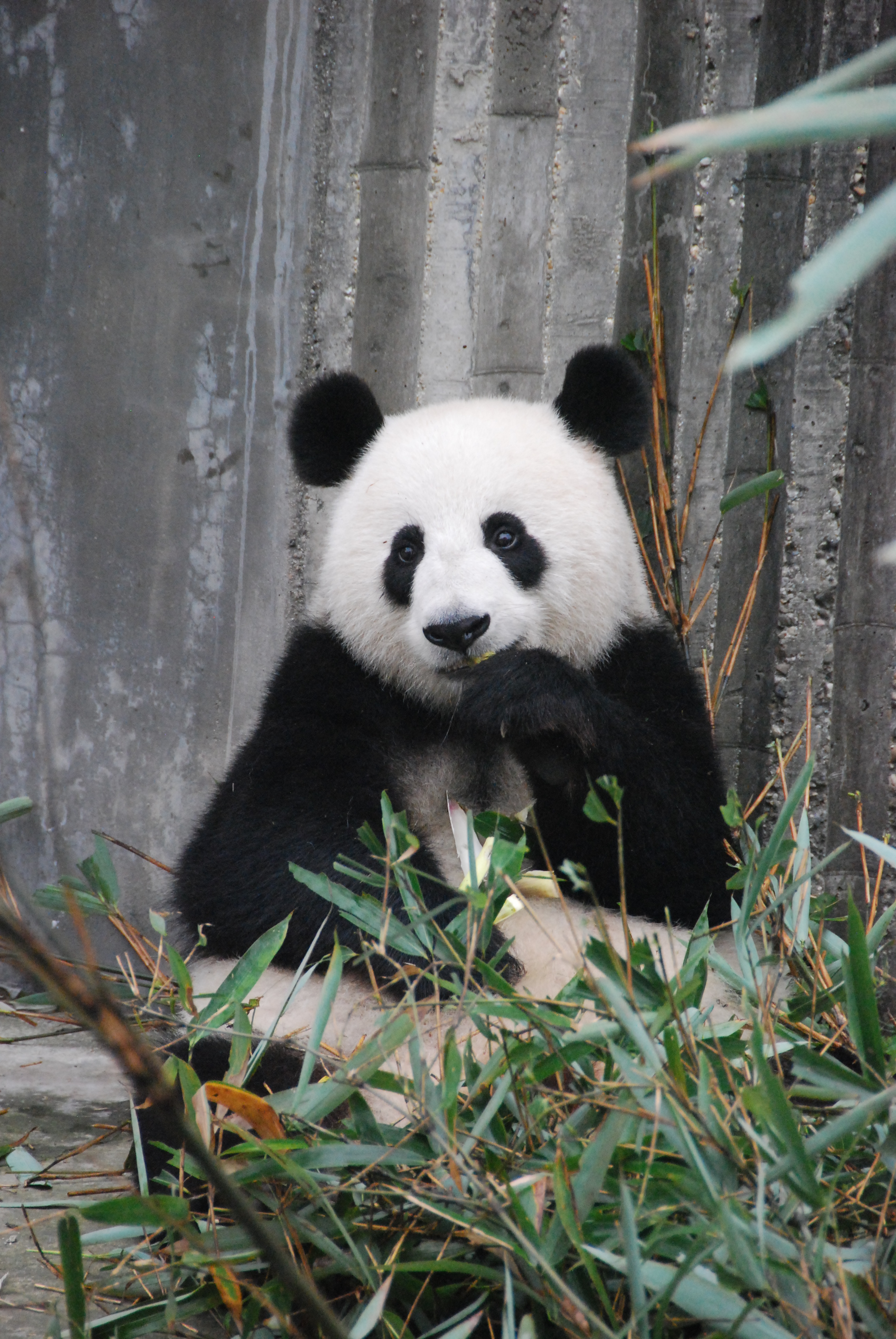 Panda Eating Bamboo Image Compliment of Laura The Explaura