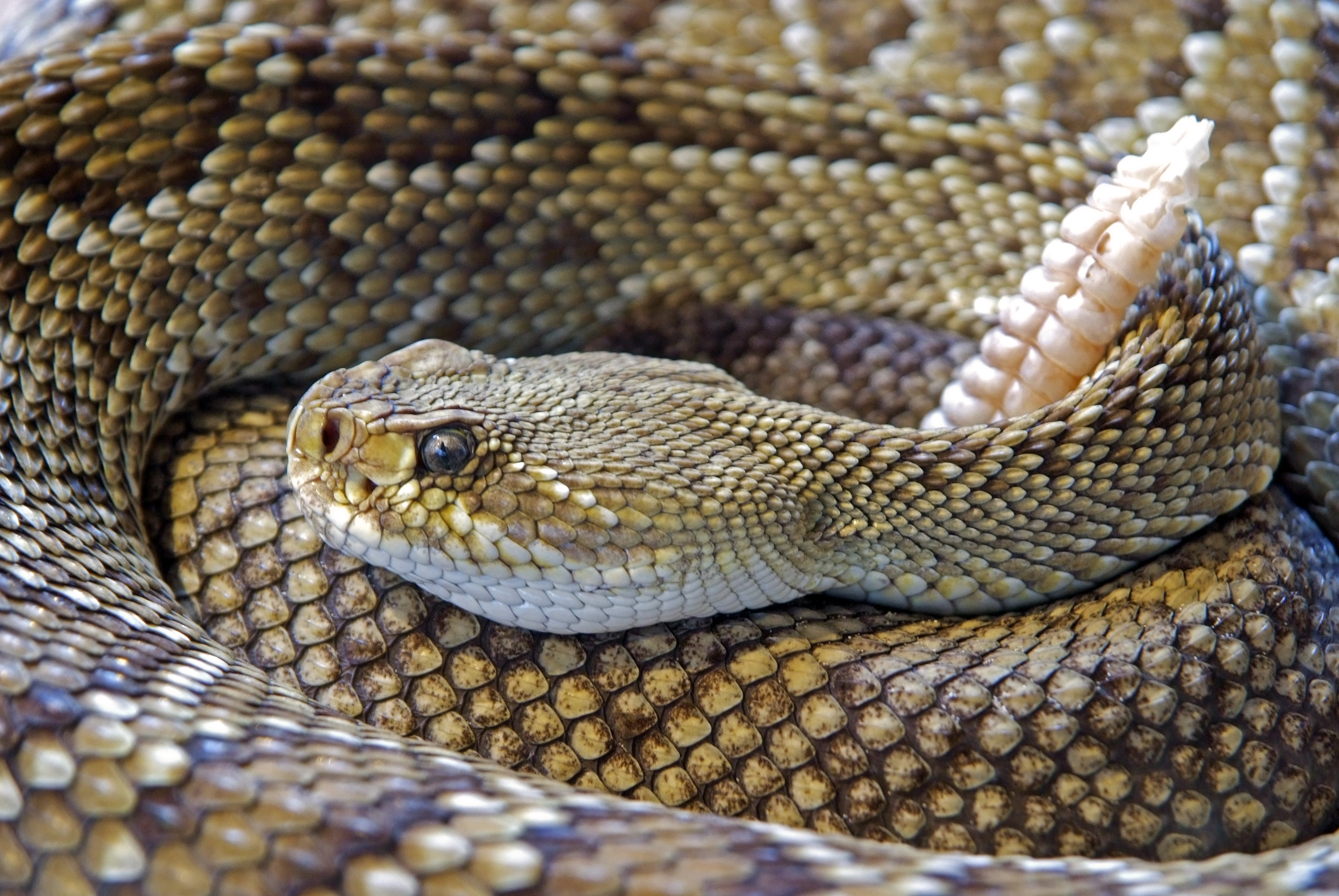 Deadly Rattlesnake