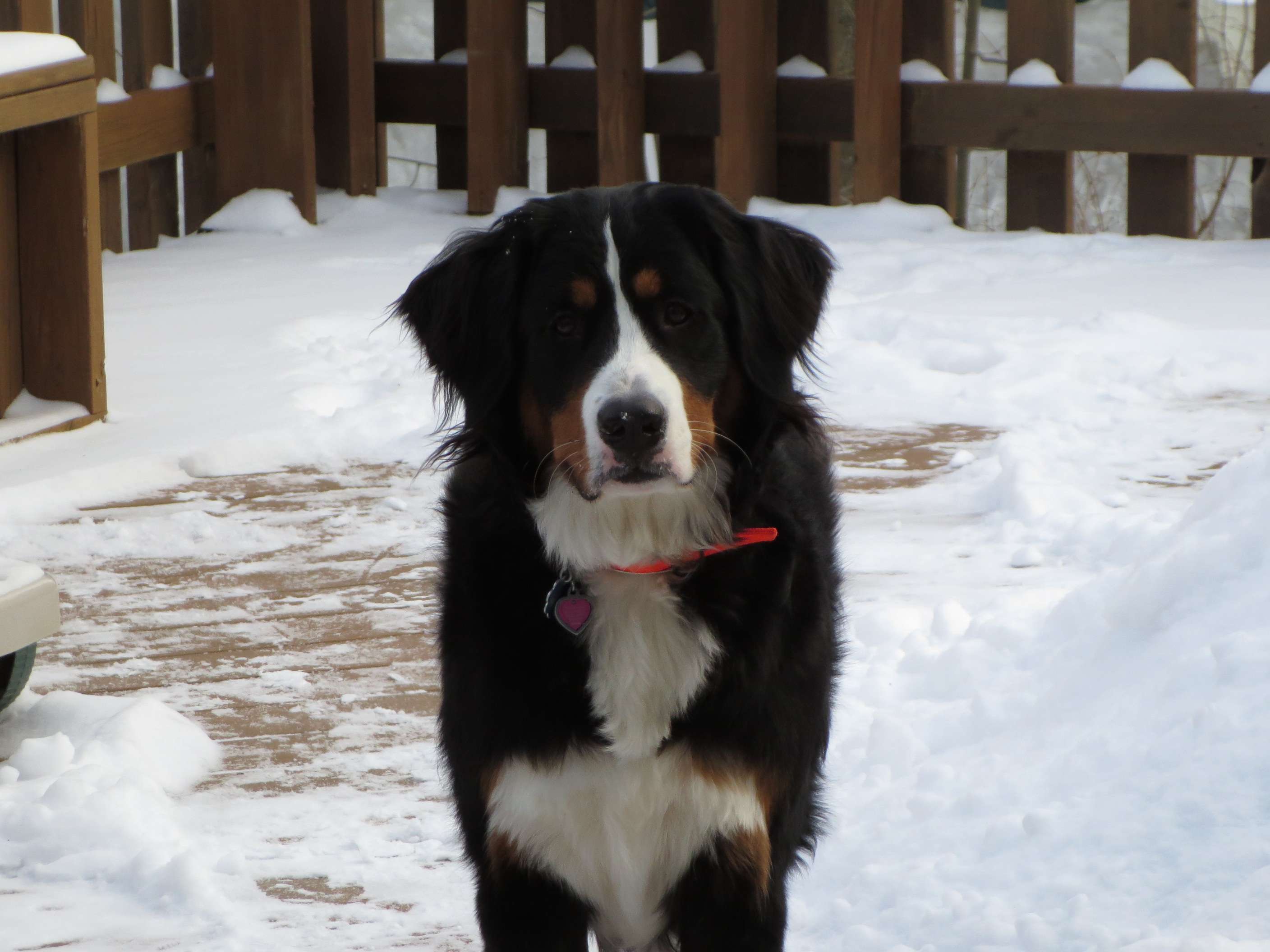 Image of a Bernese Mountain Dog