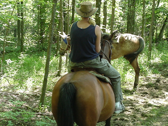 Image of horse