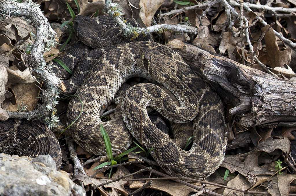 Rattlesnake found at Lockhart State Park, TX Photo Credit: Texas Parks and Wildlife Department