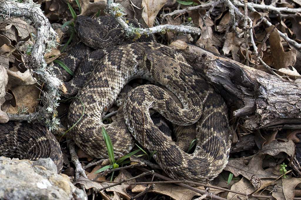 a rattlesnake hidden among brush