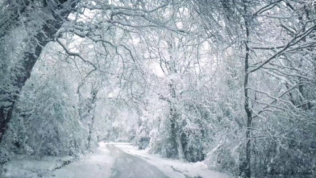 Snow Covered trees and branches