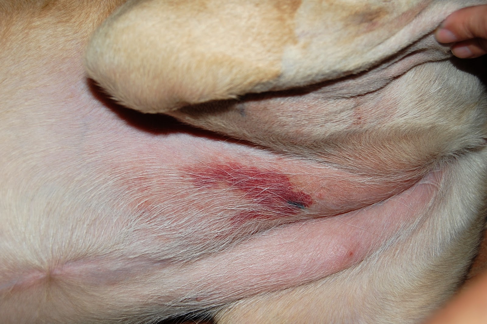 snake bite injury to dog's belly