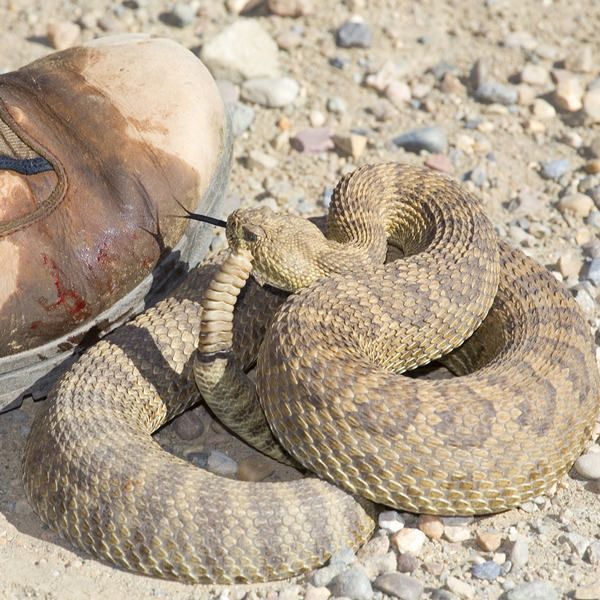 Patented SnakeArmor hunting, hiking outdoor puncture-resistant clothing