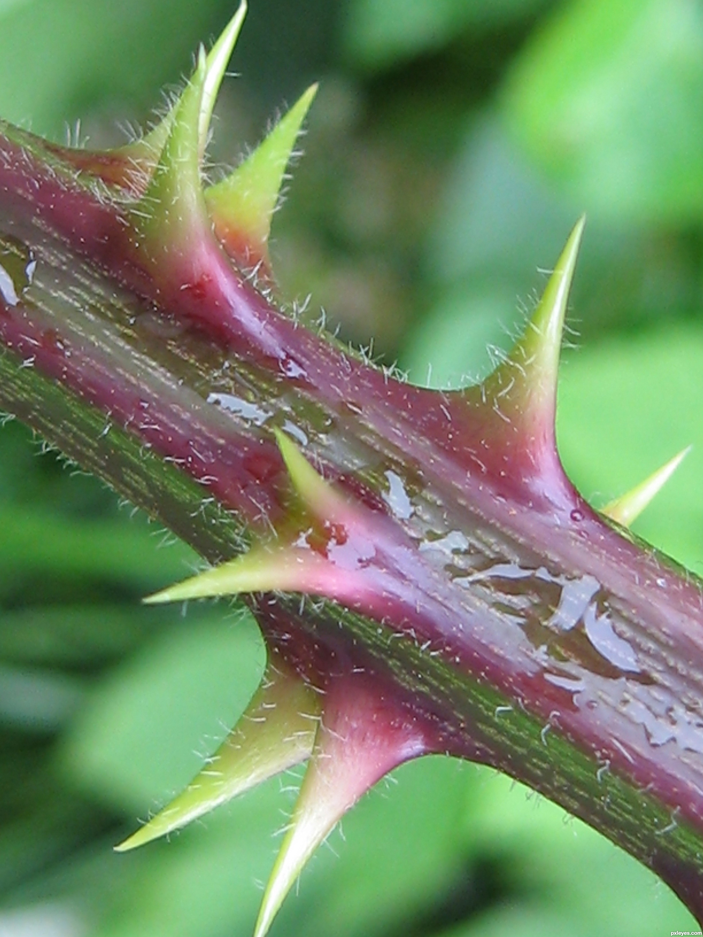 Handle Sharp, Pointy Gardening Surfaces with Confidence | MDS