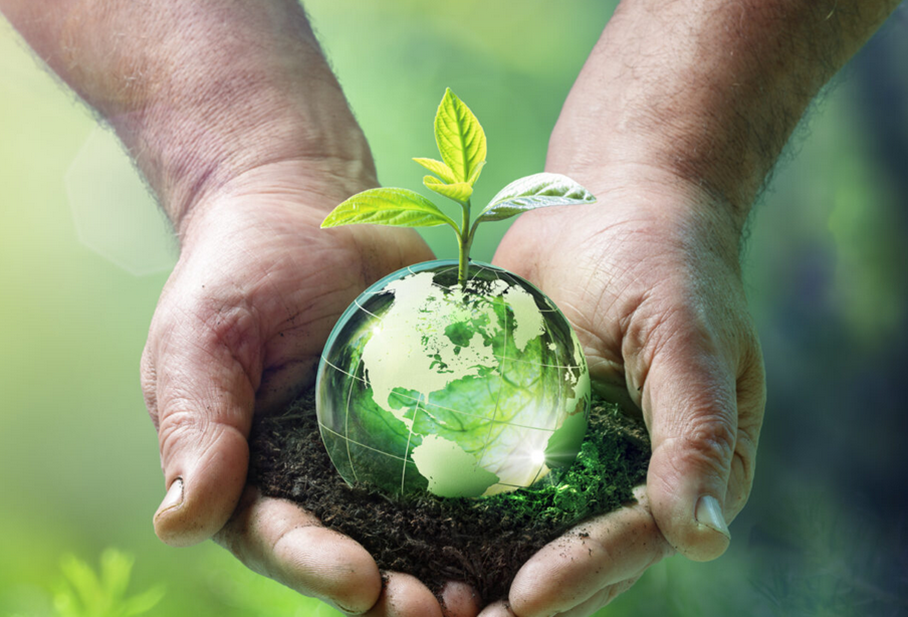 Hands Holding Earth Growing a Seedling